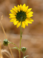 Flower 20071020 03 18x24