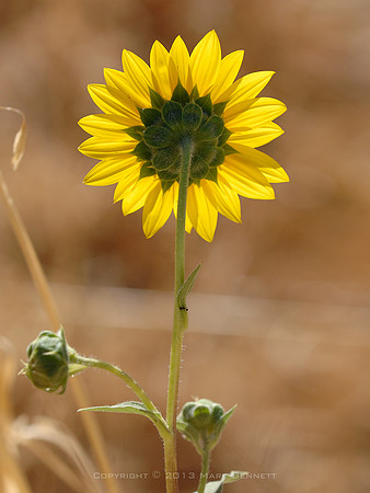 Flower 20071020 03 18x24
