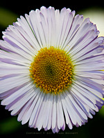 flowers white 20090322 01 18x24