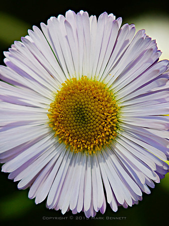flowers white 20090322 01 18x24