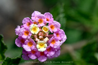 verbena 20150425 2xd