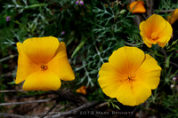 Mexican poppy 20130316 047dx