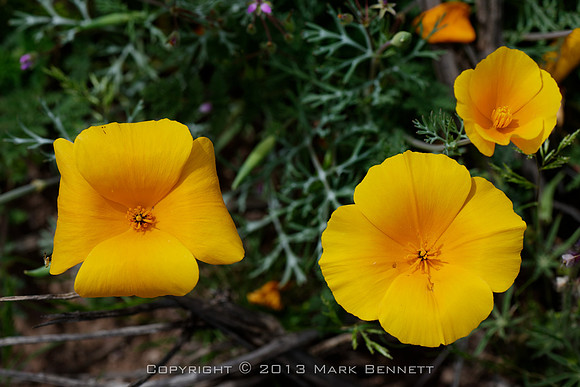 Mexican poppy 20130316 047dx