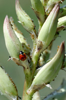 Littleton nature walk 20120521 11dx