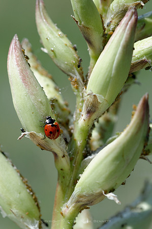Littleton nature walk 20120521 11dx
