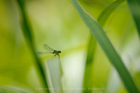 Papago dragonfly 20101017 14dx