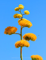 agave Apache Trail 20130616 04dxz