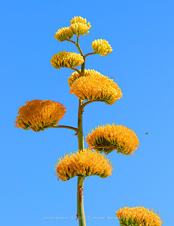 agave Apache Trail 20130616 04dxz