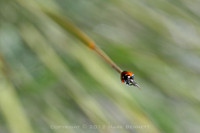 Littleton nature walk 20120521 37dx