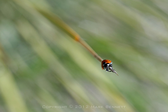 Littleton nature walk 20120521 37dx
