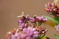 Papago bee 20101017dx