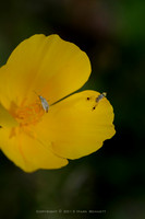 Mexican poppy 20130316 037dx