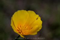 Mexican poppy 20130316 101dx