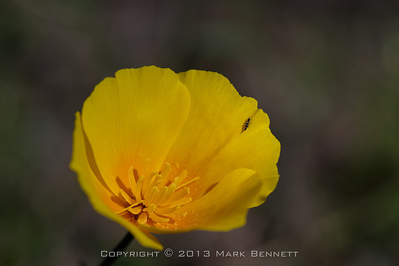 Mexican poppy 20130316 101dx