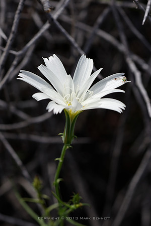 white flower 20130316 10dx