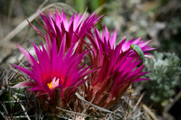 Littleton nature walk 20120521 25