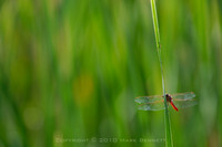 Papago dragonfly 20101017 11dx