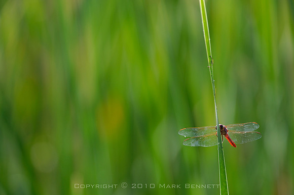 Papago dragonfly 20101017 11dx