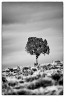 sentinel 022 lonely cedar 3k