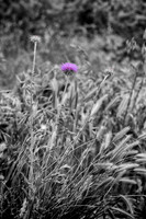 sentinel 076 thistle in the grass 3k