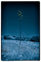 sentinel 056 yucca 3k