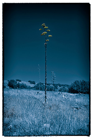 sentinel 056 yucca 3k