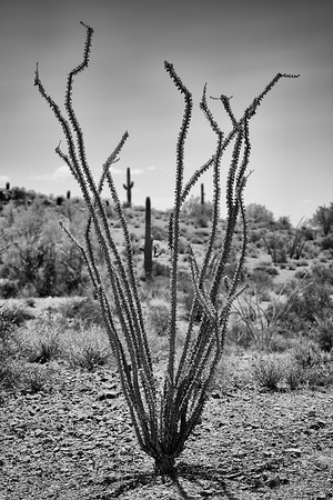 sentinel 024 ocotillo 3k