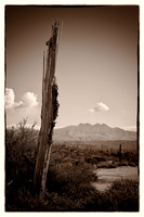 sentinel 023 broken saguaro 3k