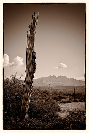 sentinel 023 broken saguaro 3k