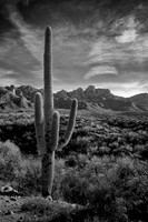 sentinel 041 saguaro 3k