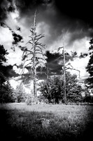 sentinel 077 dead pine spires 3k