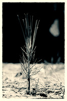 sentinel 006 seedling 3k