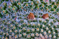 prickly thing 032