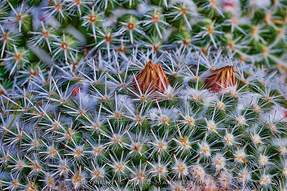 prickly thing 032