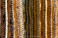 prickly thing 034