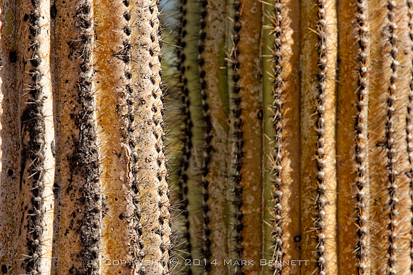 prickly thing 034