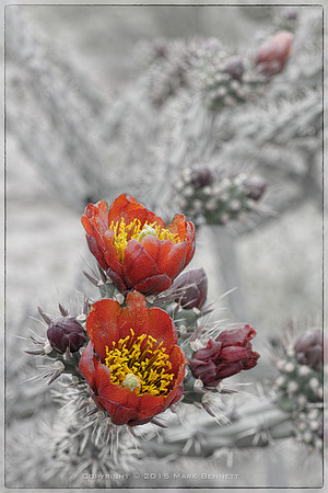 prickly thing 046