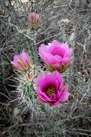prickly thing 045