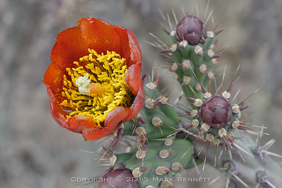 prickly thing 047