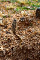 prickly thing 033