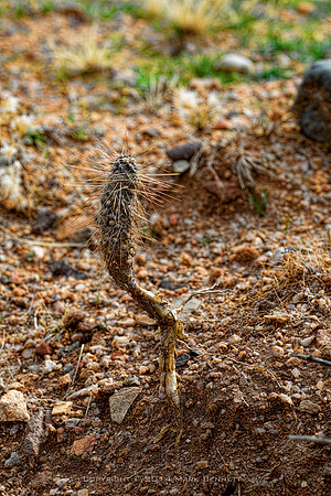 prickly thing 033