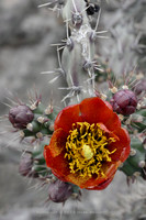 prickly thing 049