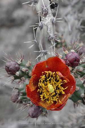 prickly thing 049