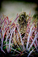 prickly thing 043