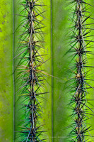 prickly thing 039