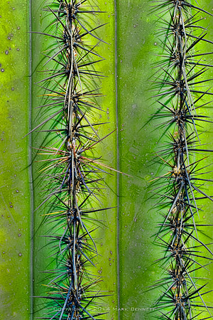 prickly thing 039