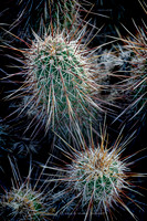 prickly thing 037