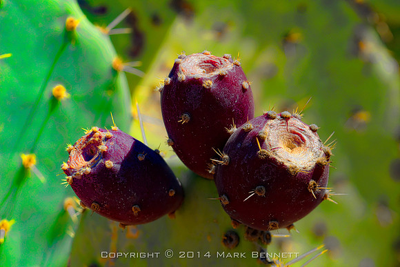 prickly thing 038
