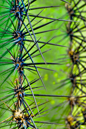 prickly thing 040