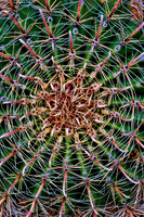 prickly thing 044
